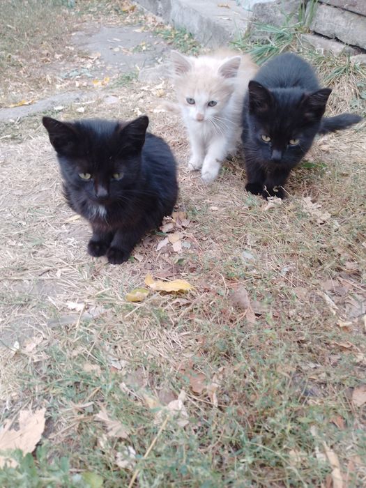 Віддам котиків безкоштовно