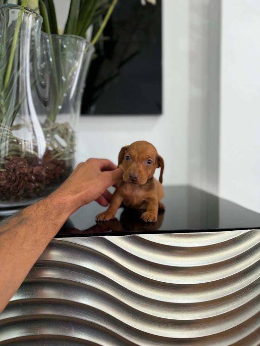 Teckel Kaninchen MACHO   Castanho   com LOP E AFIXO