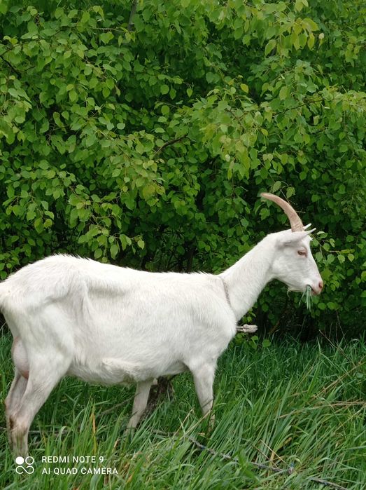 Коза зааненська, кізочки