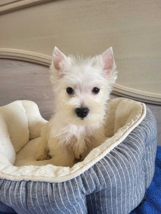 Цуценята Вест Хайленд Уайт Тер'єр