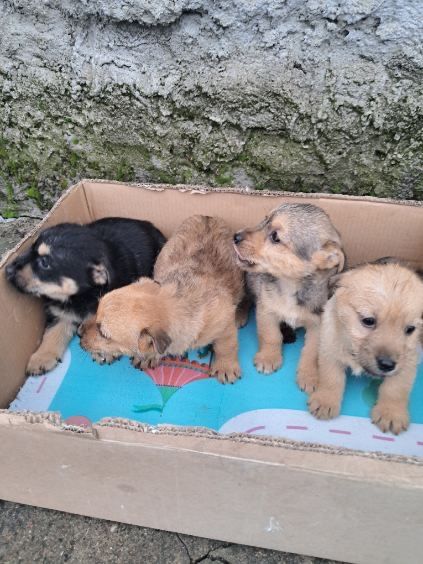Urocze szczeniaczki do oddania