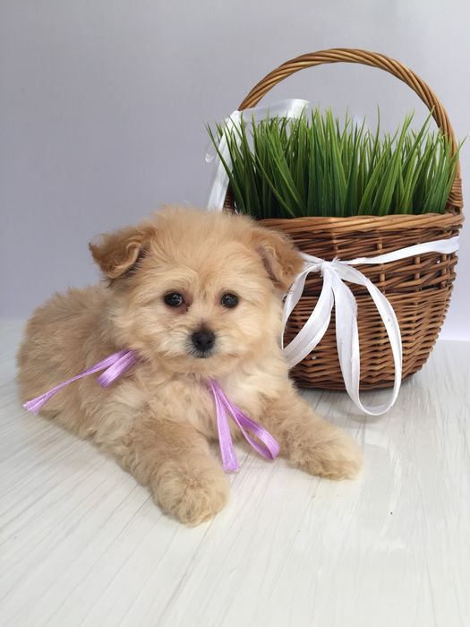 Помапу неймовірні дівчатка