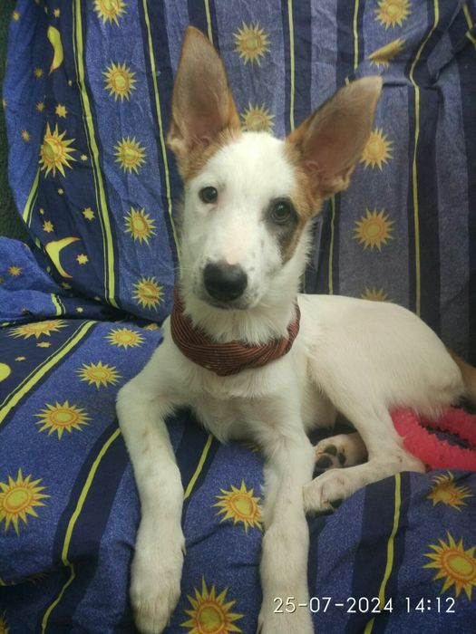 Луна в добрые руки!