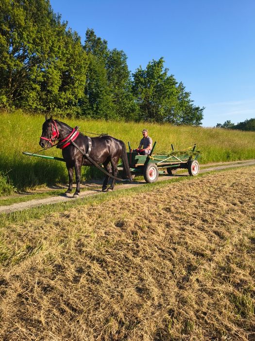 Klacz Śląska kara