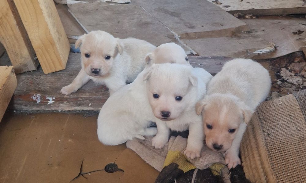 БЕЗКОШТОВНО собачки в хороші руки