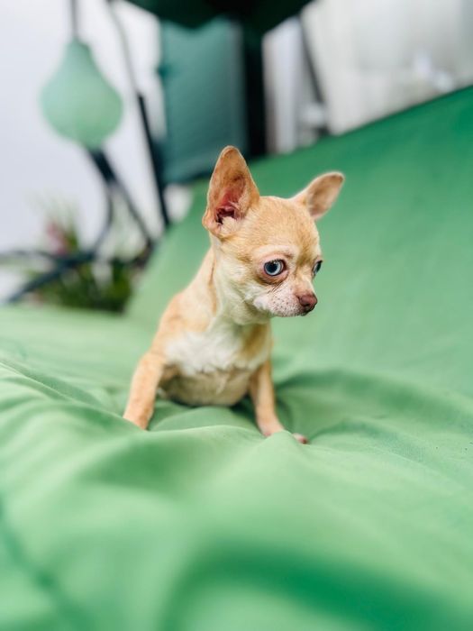 Chihuahua mini Merle