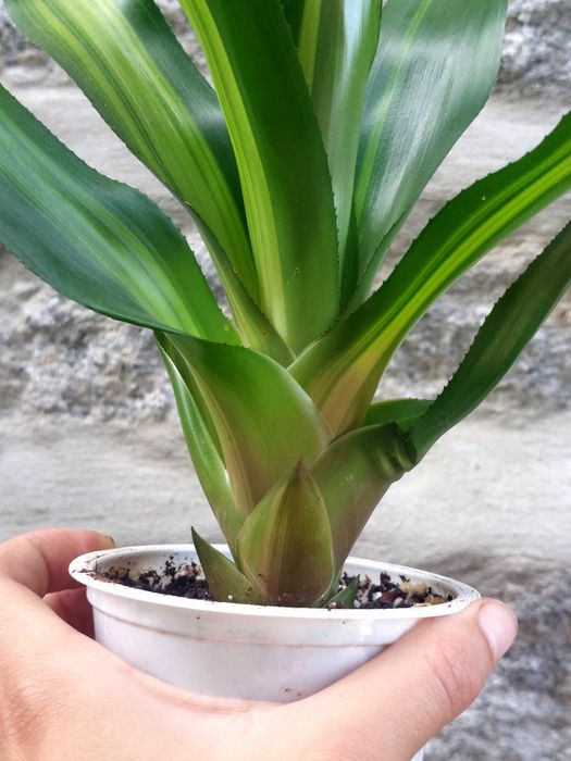 Planta Neoregelia Freddy