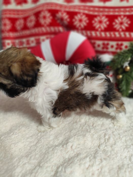 Shih-tzu  Axel  piesek tricolor