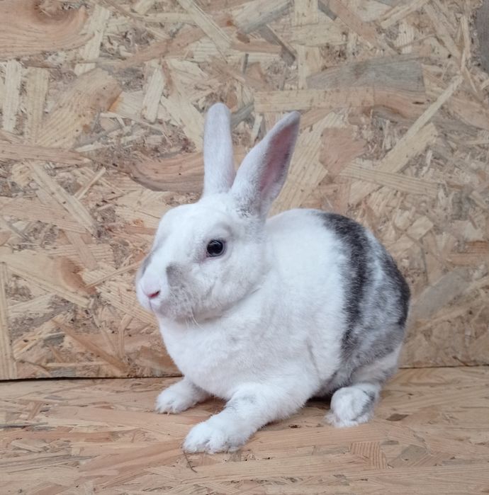 Декоративный кролик  мальчик