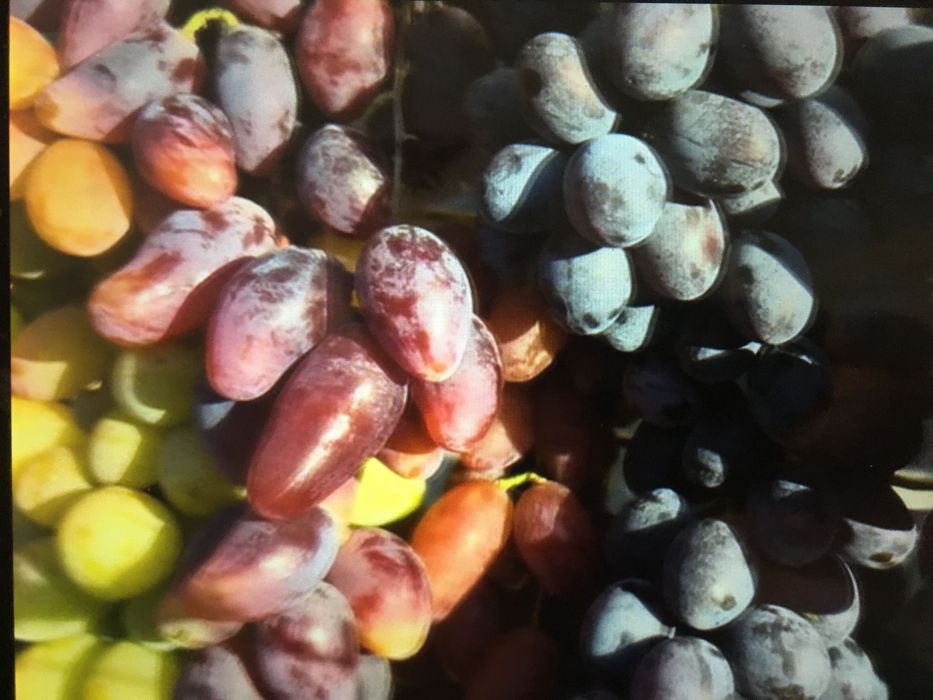 Саджанці смачного винограду