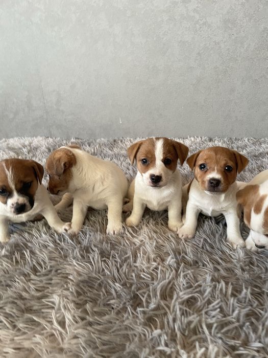 Цеценята Джек-рассел терʼєр