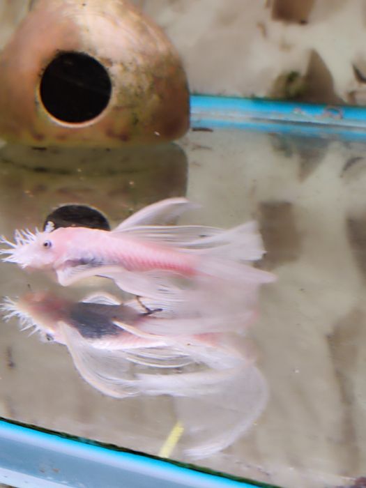 Ancistrus L-144 Snow White