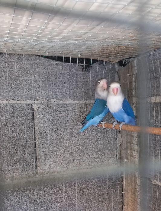 Casal Agapornis Ficher