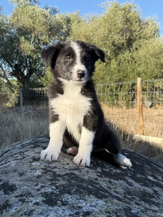Border collie puro