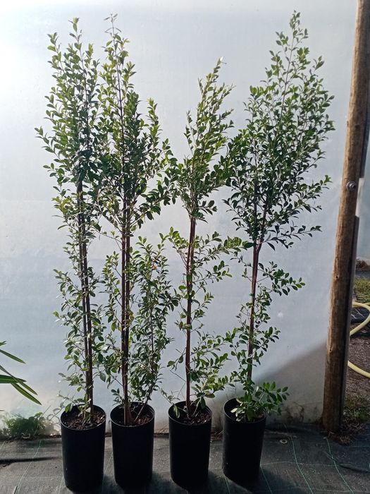 Eugénias Myrtifolia