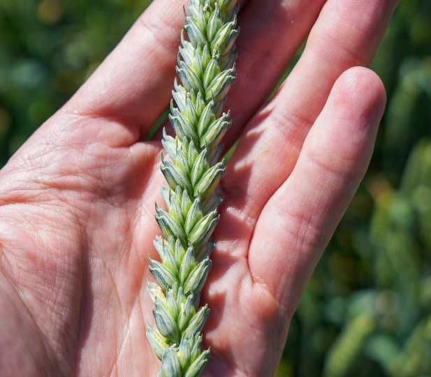 Pszenice ozime kwalifikat RGT Cayenne, RGT Metronom, RGT Provision - Top Farms