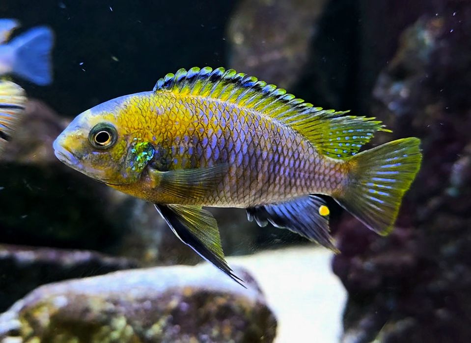 Tropheops otterpoint
