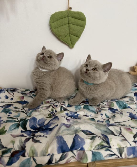 Kocurek brytyjski krótkowłosy liliowy