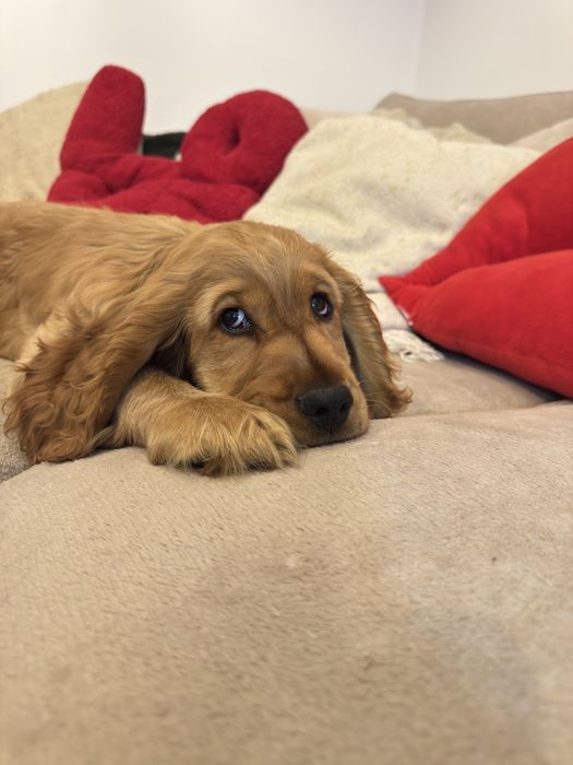 NUGAT szczenię Cocker Spaniel Angielski REZERWACJA