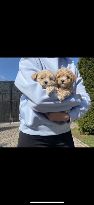 Ф1цуцики мальтіпу