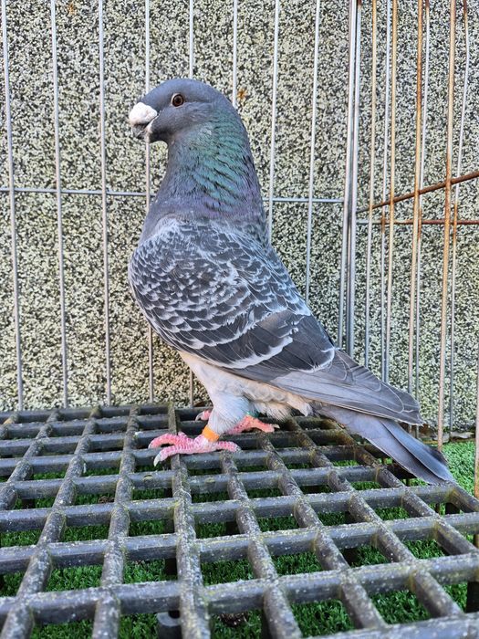 Show racer gołębie