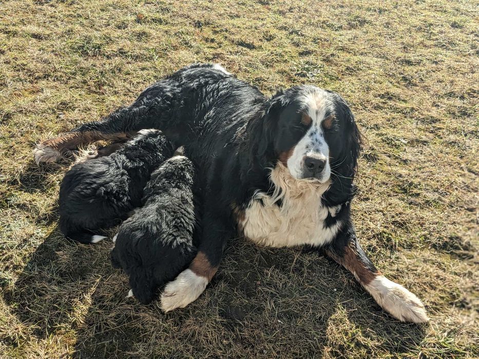 Berneński Pies Pasterski szczenię suczka