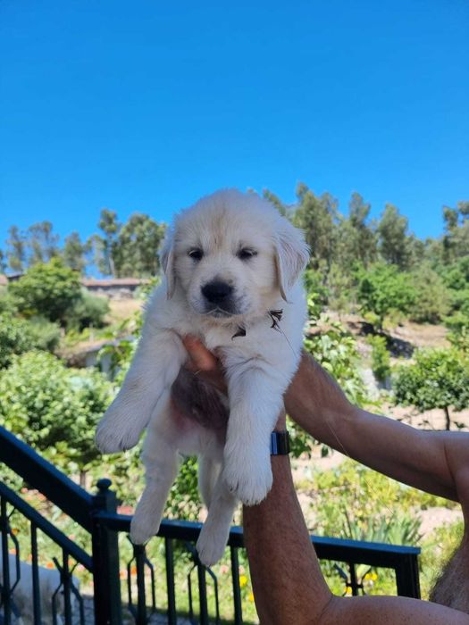 Golden Retriever