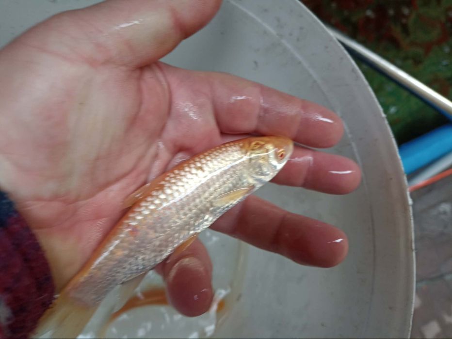 Karp kroczek narybek lin amur