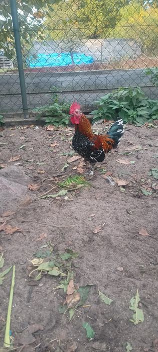 Sprzedam liliputki