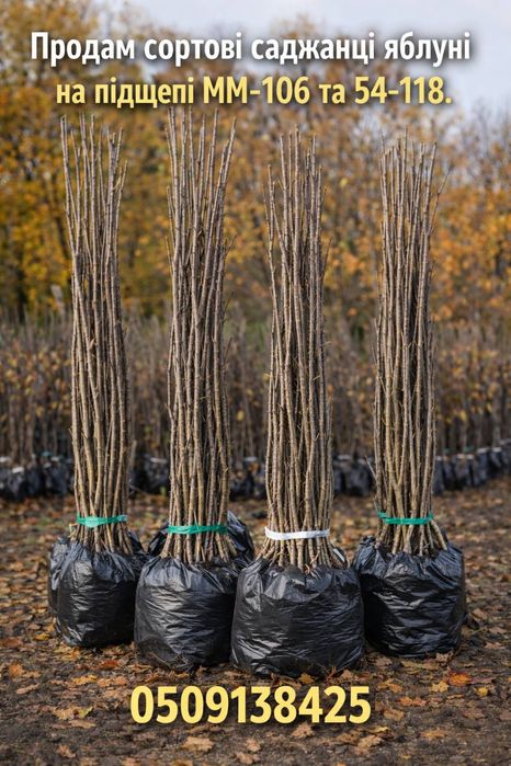 Продаю сортові саджанці яблуні в асортименті.