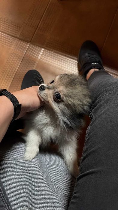 Spitz Alemão Anão