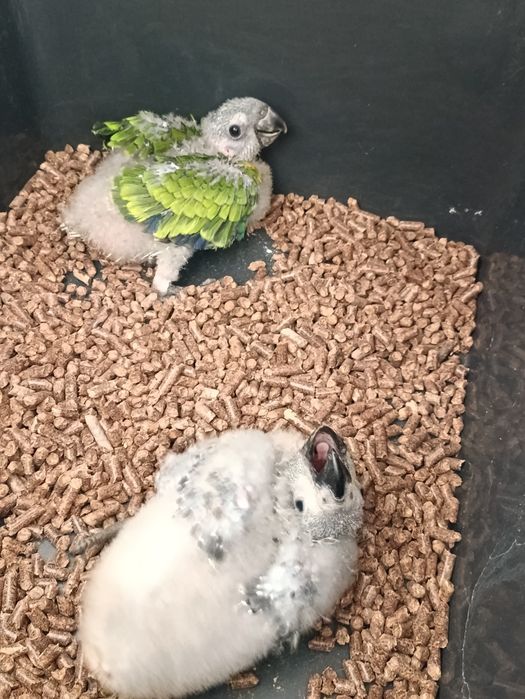 Amazona aestiva bebes