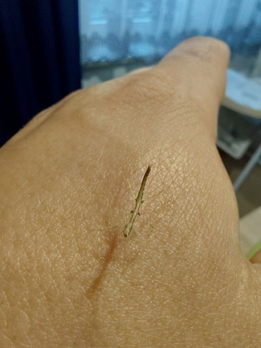 Patyczaki młode oddam w dobre ręce