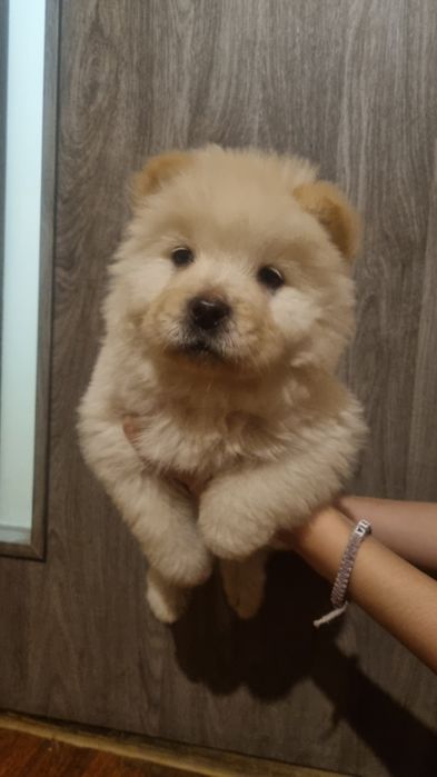 Продам шинків чау чау