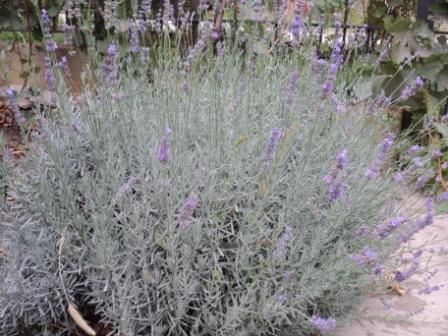 Лаванда цветки высушенные 1г=1грн