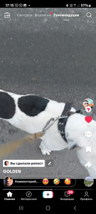 Пропал Стаф в Одессе,он переселенец из Херсонской области,его любят