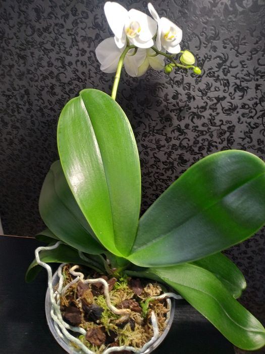 Кімнатні рослини