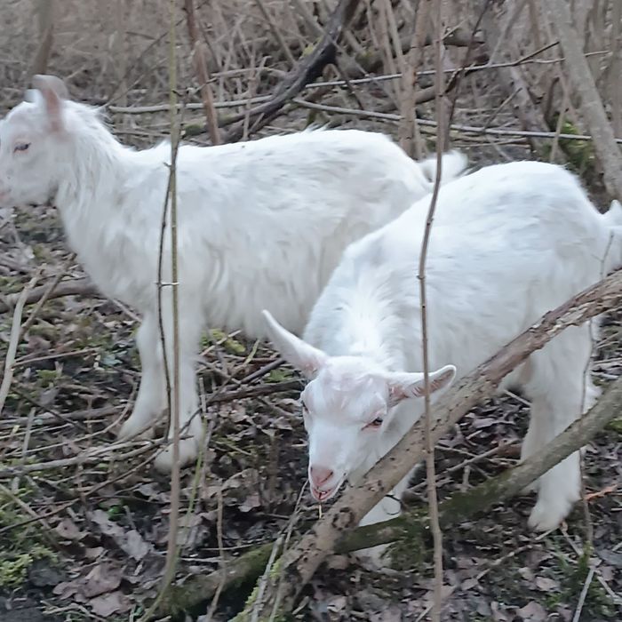 Козенята 5  місяці – альпійська, ламанча, зааненська породи
Продаємо