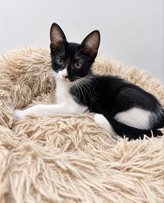 Gatinhos bebés para adoção responsável