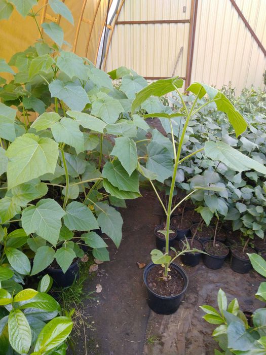 1,5 m+Drzewo tlenowe, Oxygen three,Paulownia