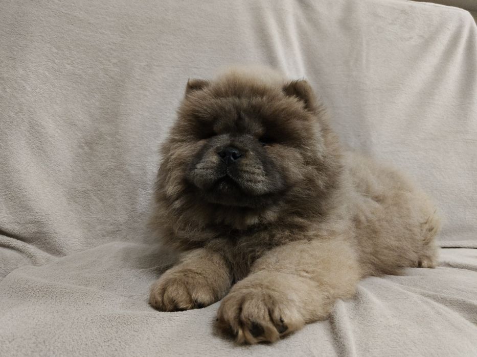 Cynamonowa suczka chow chow