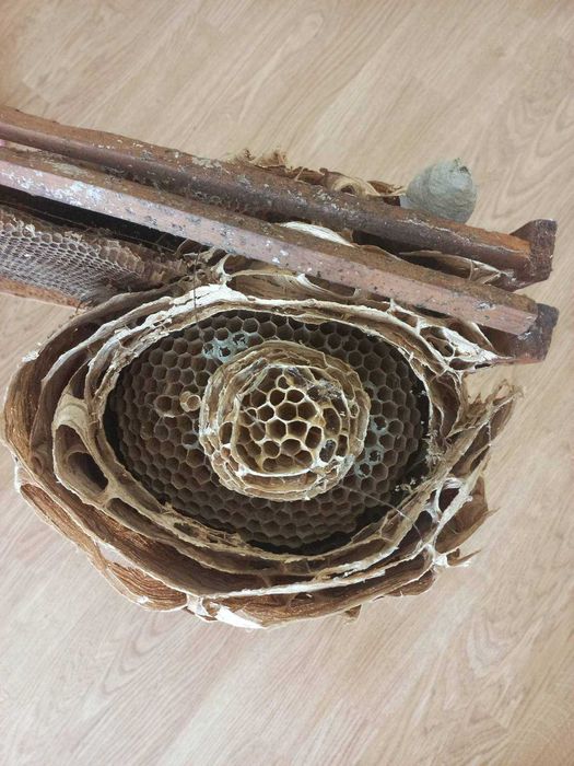 Гніздо шершнів для декору