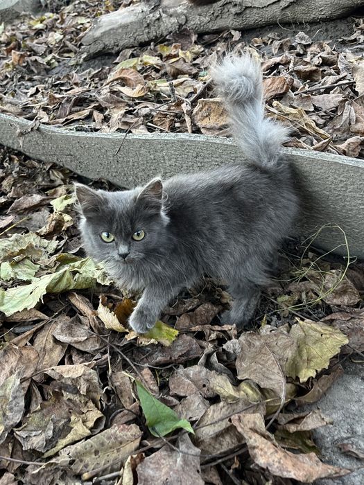 Котеня сіреньке пухнасте