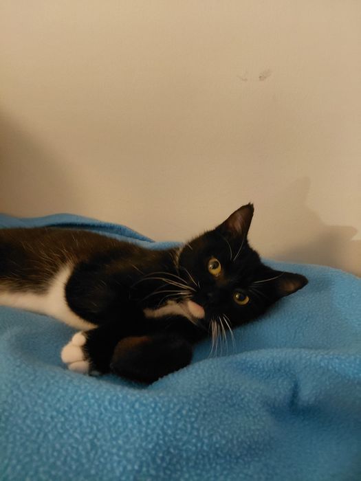Gato bebé de 4 meses para adoção (Musgo)