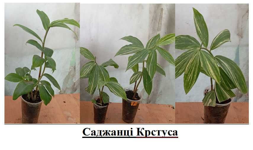 Папороть  Сингоніум  Костус Кімнатні  рослини квіти  Ц  75