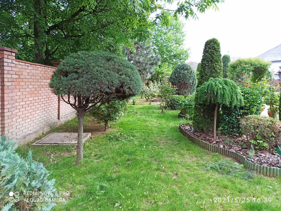 стрижка дерев декоративна (топіар) - хвойників, чагарників, фруктових