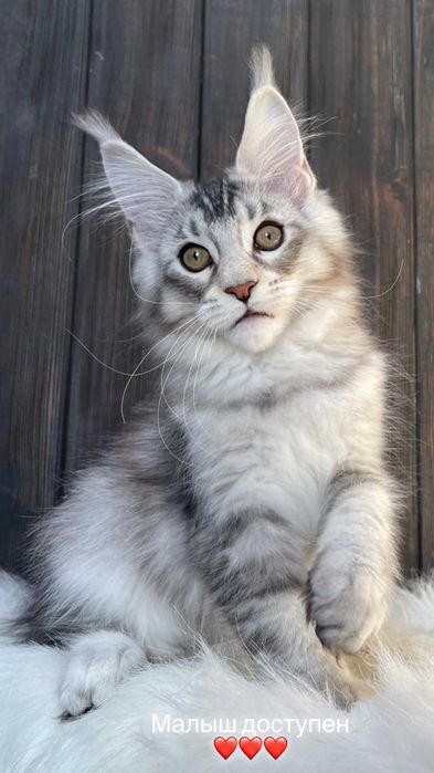 Великолепный Малыш Рамзес из питомника "ST*Olympus Pride"