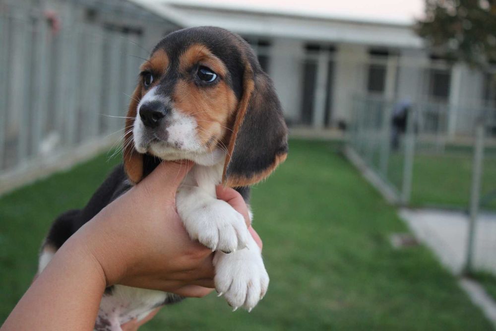 Cachorro Beagle TOP