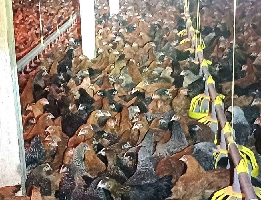 Kury nioski,wszystkie kolory+czubatki,tęczówki,green shell