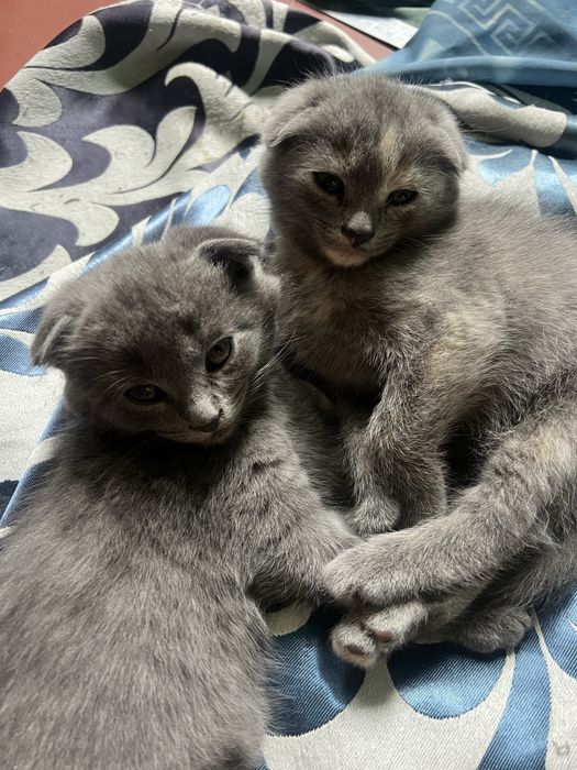 Котик британець весловухий